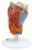 Larynx Models (124571)