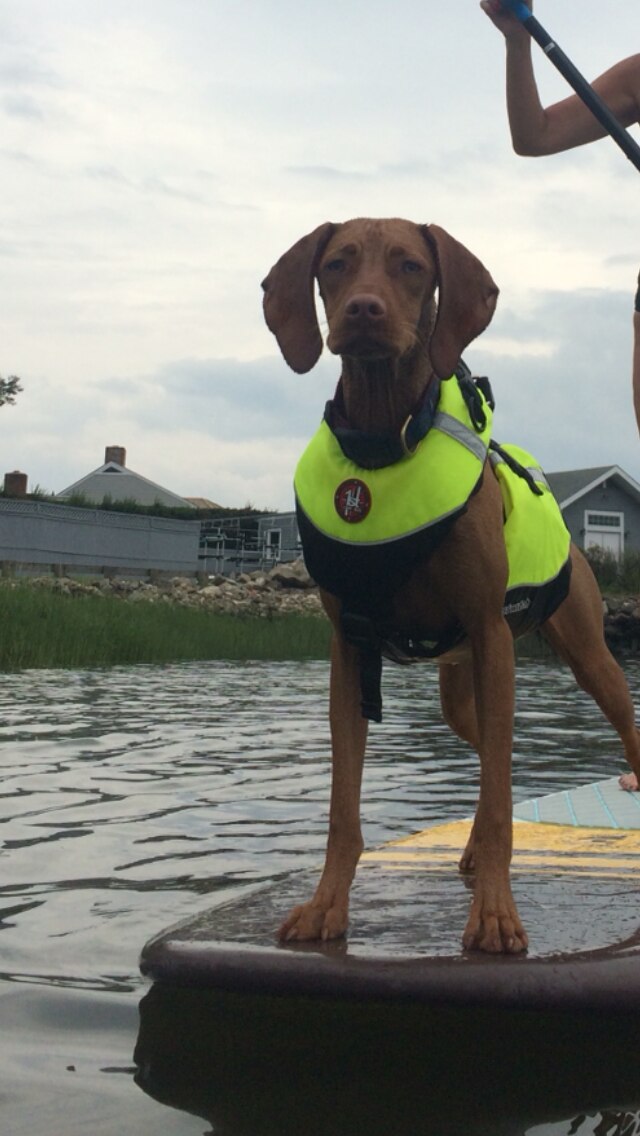 AK1000 Dog Flotation Vest Live Action Safety