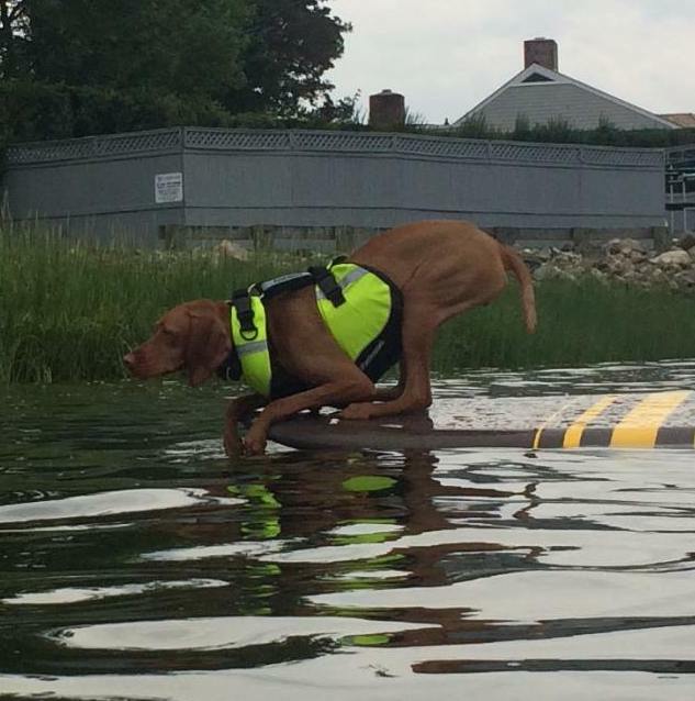 AK1000 Dog Flotation Vest Live Action Safety