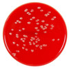 Columbia Agar Base with 7% Sheep Blood 90mm PP Plates Pk 10