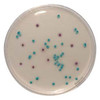 Colorex™ Chromogenic Candida 90mm PP Plates Pk 10