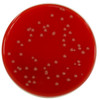 Blood Agar No.2 with 7% Horse Blood 90mm PP Plates Pk 10