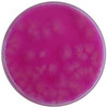Bacillus Cereus (MYP) Agar 140mm PP Plates * Pk 5 *