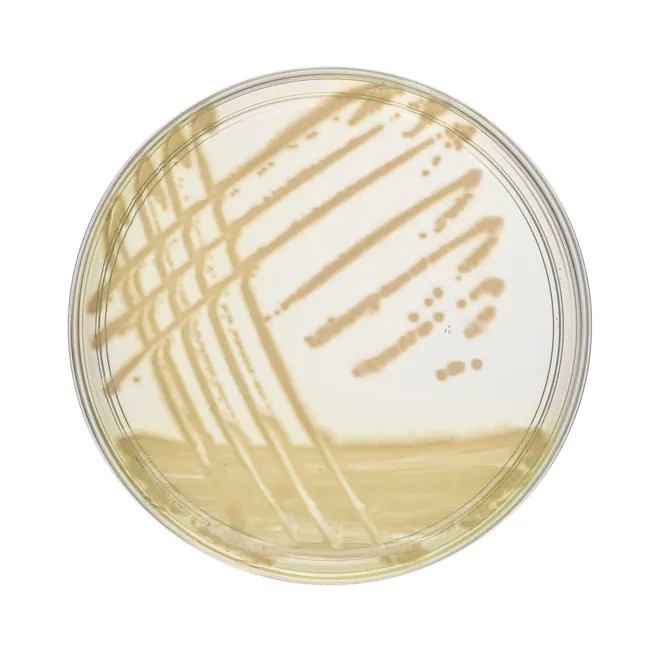 Oxoid™ Pseudomonas CFC Selective Agar PP Plates Pk 10 | Trafalgar