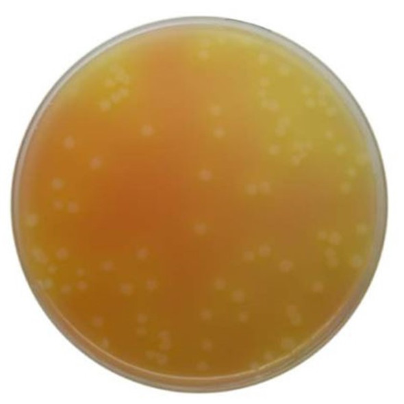 Bacillus Cereus (MYP) Agar 90mm PP Plates Pk 10