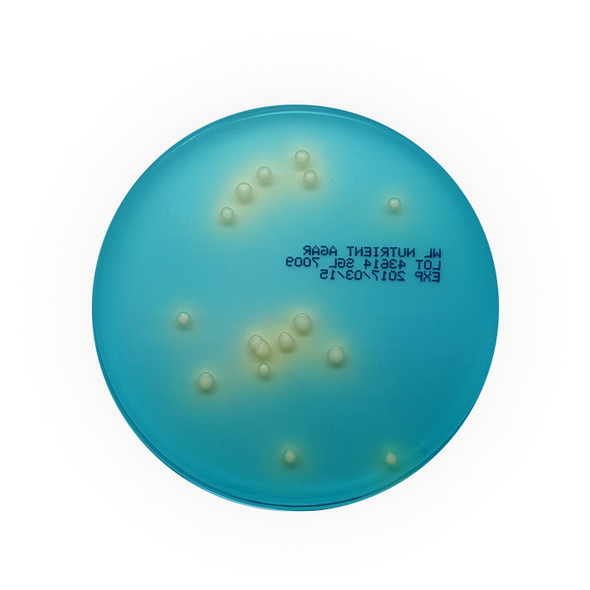 WL Nutrient Agar PP Plates 55mm