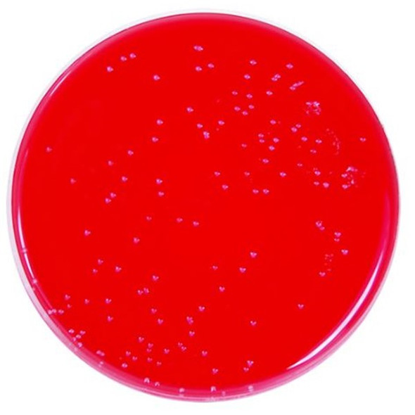 Blood Base Agar With 5% Sheep Blood 90mm PP Plates Pk 10