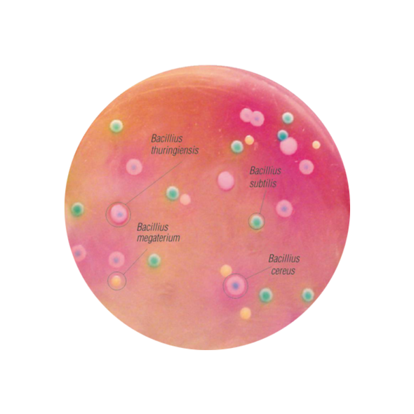 Chromogenic Bacillus Agar 90mm PP Plates Pk 10