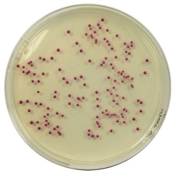 Colorex™ Chromogenic Candida 90mm PP Plates Pk 10