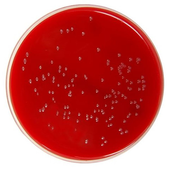 Mueller Hinton Agar +5% Defib Horse Blood +NAD Plates Pk10