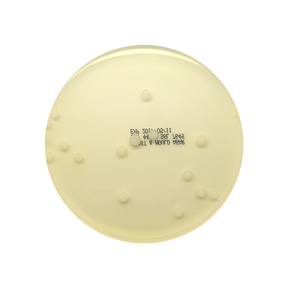 Yeast & Mould Agar 90mm PP Plates Pk 10