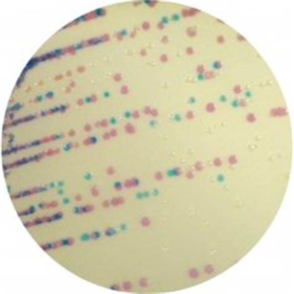 CHROMagar™ Staphylococcus for 5ltr Each