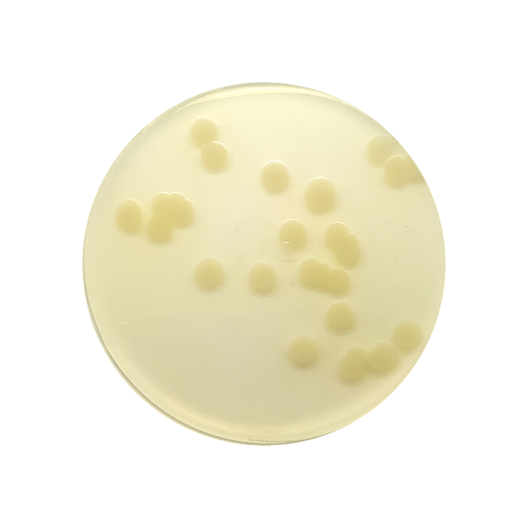 Diagnostic Sensitivity Test Agar (DST) 90mm PP Plates Pk 10