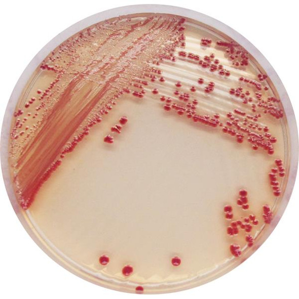 CHROMagar Acinetobacter with Supplement for 5ltr Each