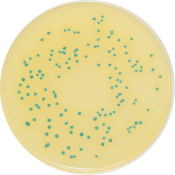 ALOA Colorex Listeria plates
