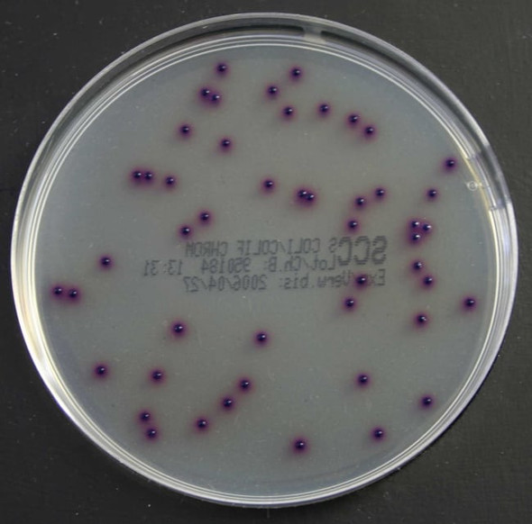 Brilliance E. coli / Coliform Selective Agar 90mm Pk 10