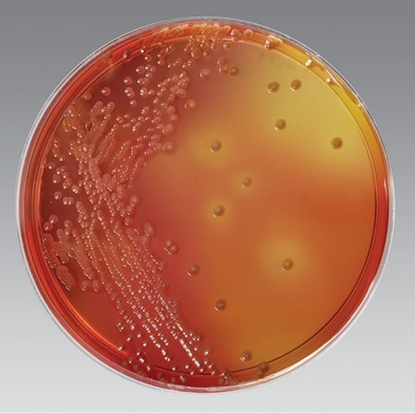 Burkholderia cepacia Selective Agar (USP 60) 90mm Pk 10