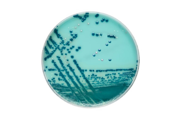 Brilliance™ CRE Agar 90mm Plates Pk 10