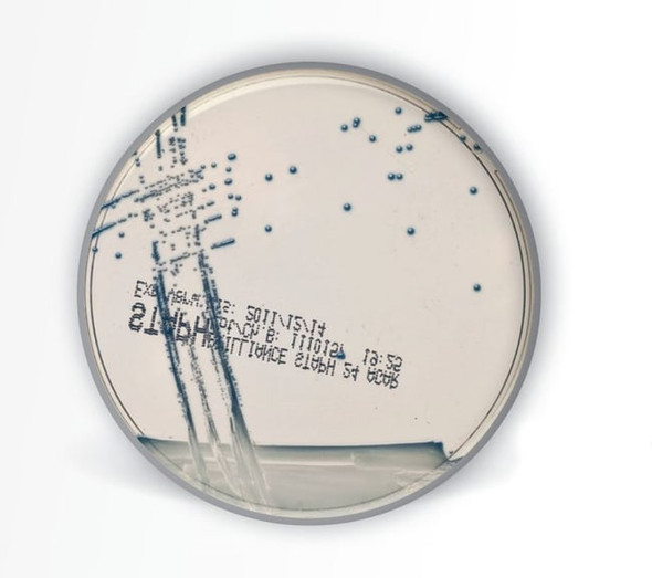 Brilliance™ Staph 24 Agar 90mm Plate EACH