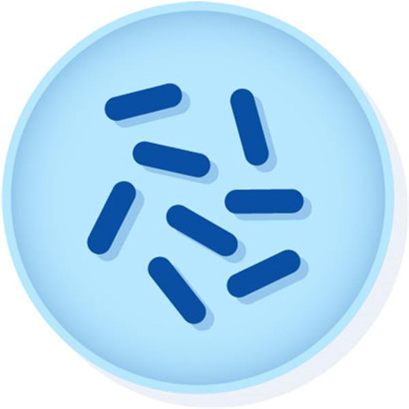 KWIK-STIK Enterobacter aerogenes derived from ATCC® 51697™