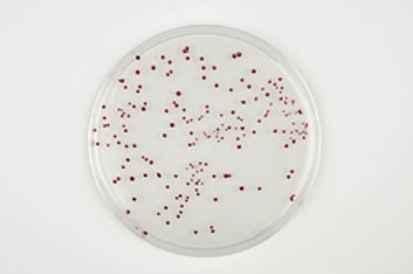 Oxoid™ Brilliance™ CampyCount Agar 90mm Monoplate Pk 10