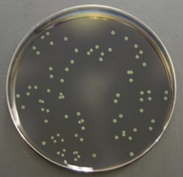 Oxoid™ Listeria Selective Agar Oxford PP Plates Pk 10
