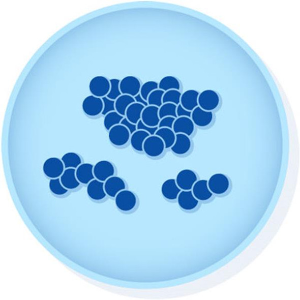 KWIK-STIK™ Staphylococcus sciurisubsp from  ATCC® 29061™ Pk6