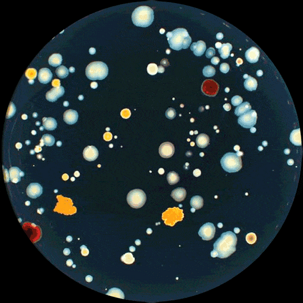 Plates Certified Validation For Counter and Reader Set of 3