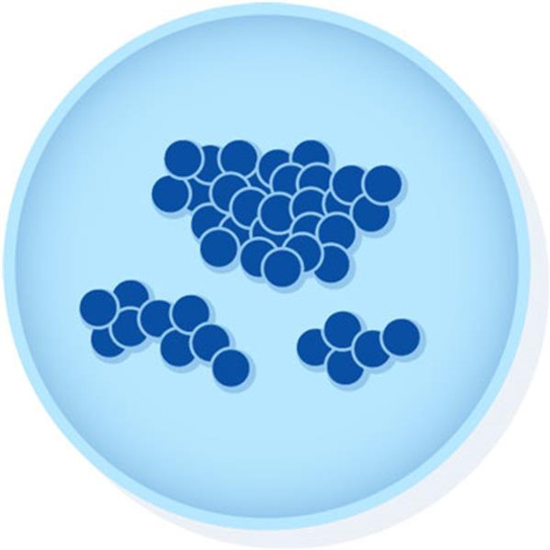 EZ-Accu Shot™ Staphylococcus aureus ATCC® 6538™ Pk 5