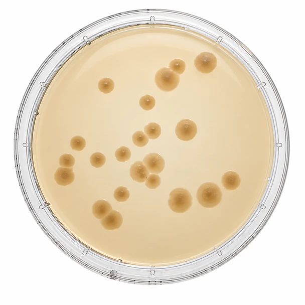 Oxoid™ Tryptone Soya Agar + TWEEN / Lecithin55 Plate Pk 10