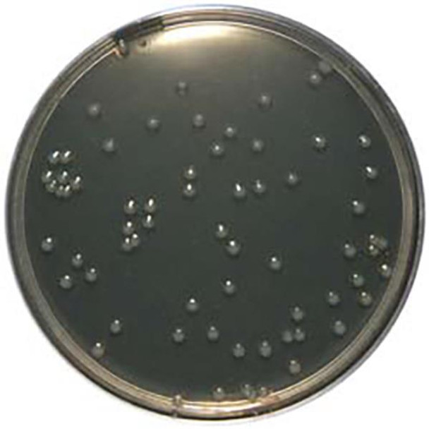 Columbia Agar Base 90mm PP Plates Pk 10