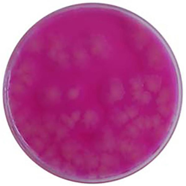 Bacillus Cereus (MYP) Agar 90mm PP Plates Pk 10
