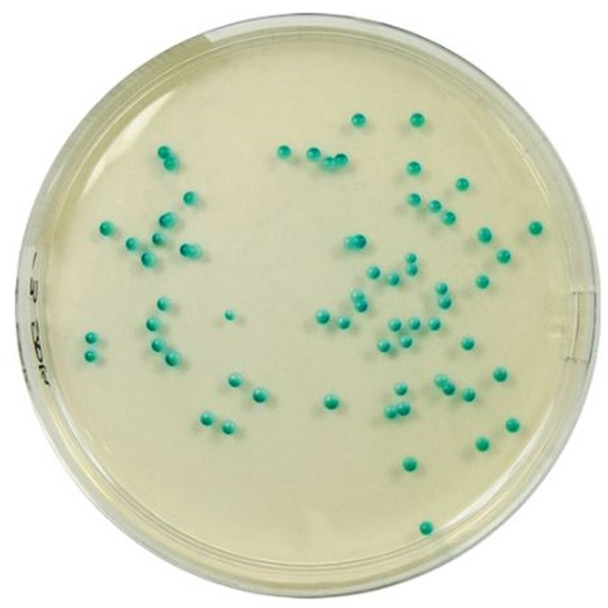 Colorex™ Chromogenic Candida 90mm PP Plates Pk 10