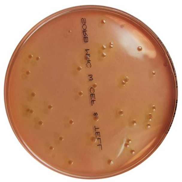 Sorbitol MacConkey Agar with Cefixime & Tellurite Pk 10