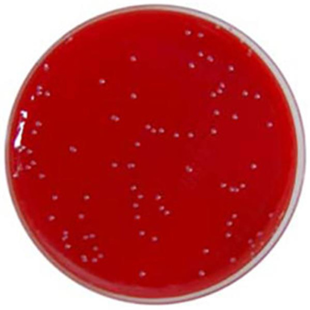 Columbia Agar Base + 7% H/Blood & Neomycin PP Plates Pk 10