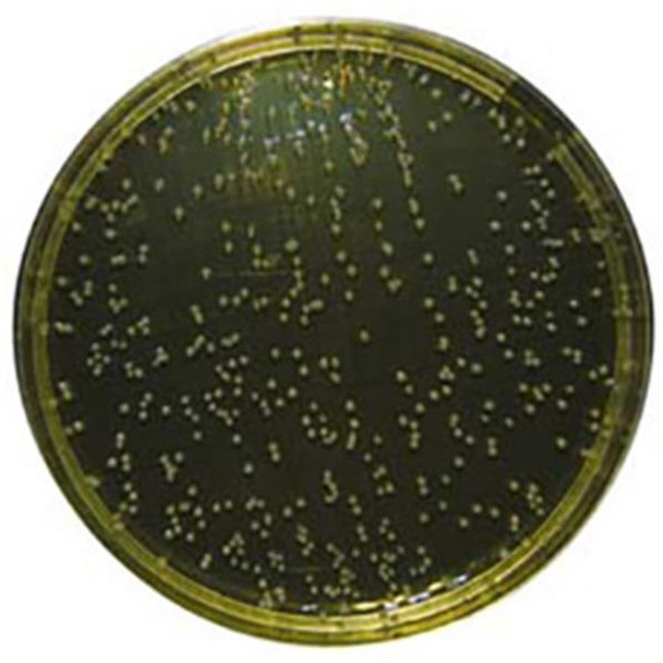 Mannitol Salt Agar (USP) 90mm PP Plates Pk 10