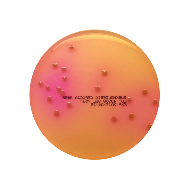 Burkholderia Cepacia Agar (USP) 90mm PP Plates Pk 10