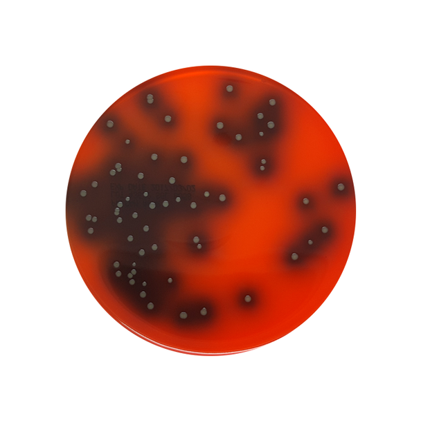 Palcam Listeria Agar 90mm PP Plates Pk 10