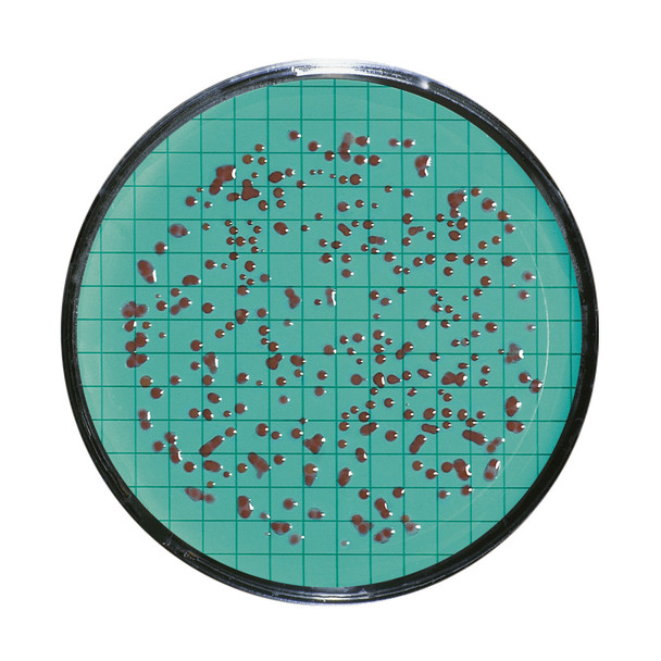 Nutrient Pad Set 47mm 0.45um Standard TTC Pk 100