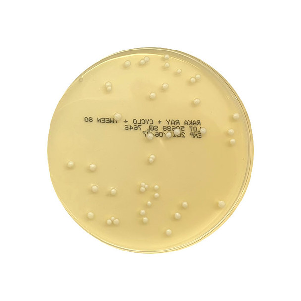 Raka Ray 55mm Contact Plates