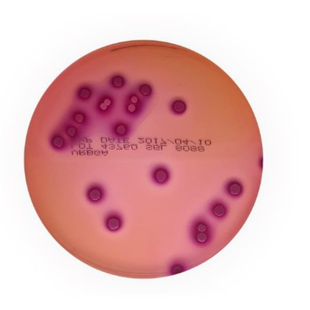 Violet Red Bile Glucose Agar (EP/USP) 90mm Petri dish Pk 10