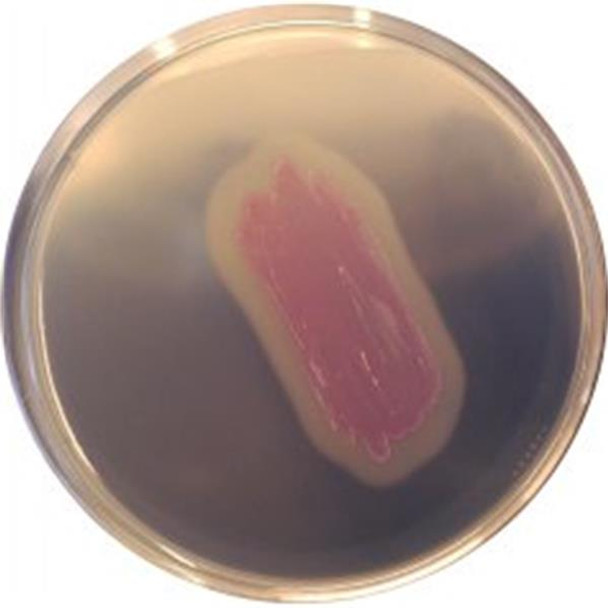 CHROMagar™ Identification Listeria for 250ml Each