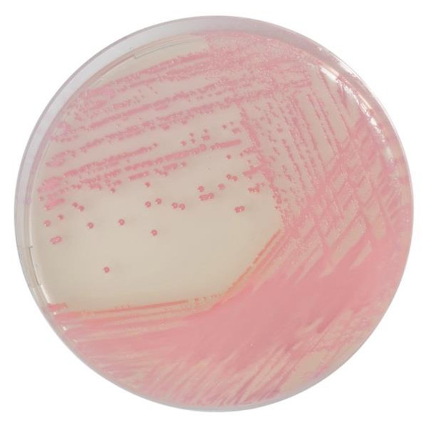 CHROMagar™ MRSA for 5ltr Each