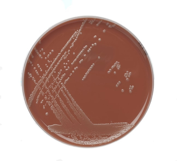 Chocolate Agar with Vitox 90mm Plates Pk 10