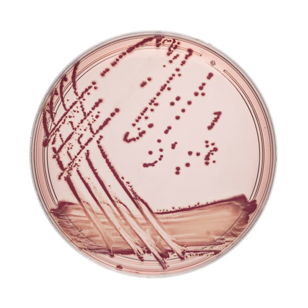 Sorbitol MacConkey Agar 90mm Plates Pk 10