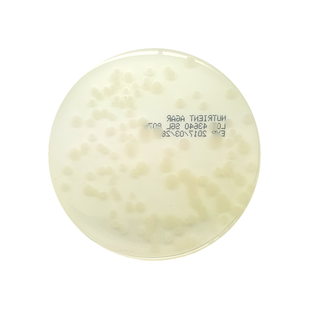 0.5 Nutrient Agar 1/2 Strength + Cycloheximide 18ml Pk 10
