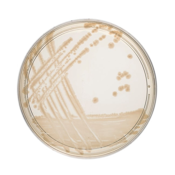 Oxoid™ Nutrient Agar PP Plates Pk 10 Oxoid™ Nutrient Agar PP Plates Pk 10