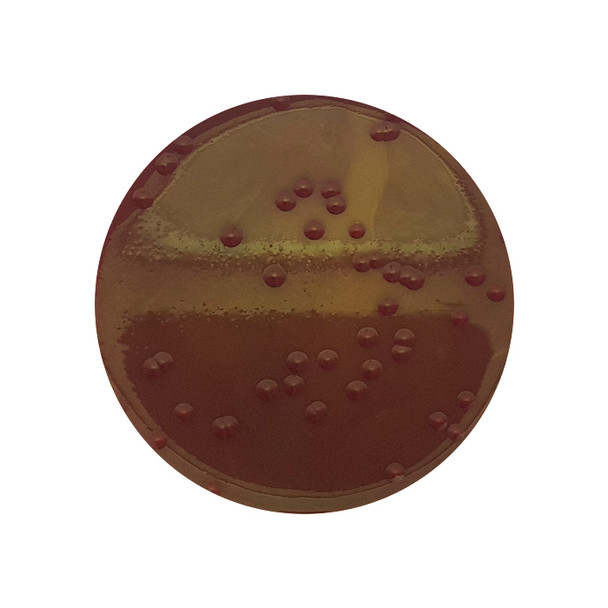 M-Endo Agar Red Gel 55mm Plate Pk 10
