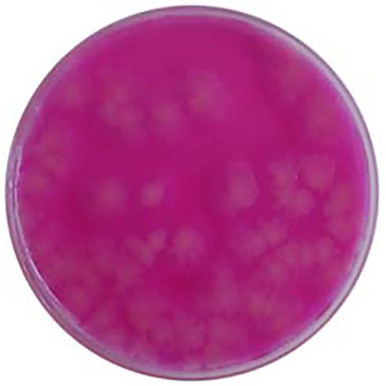 Bacillus Cereus (MYP) Agar 90mm PP Plates Pk 10