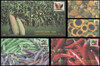 4008 - 4012 / 39c Crops of America PSA Convertible Bklt Singles 2006 Set of 5 BGC Full Color First Day Cover